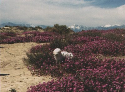 tif.jpg (31070 bytes)