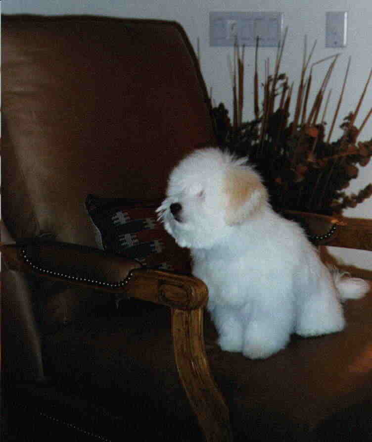 tiffany.jpg (26145 bytes)